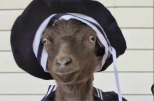 goats 3